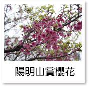 陽明山賞櫻花