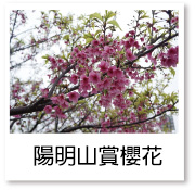 陽明山賞櫻花